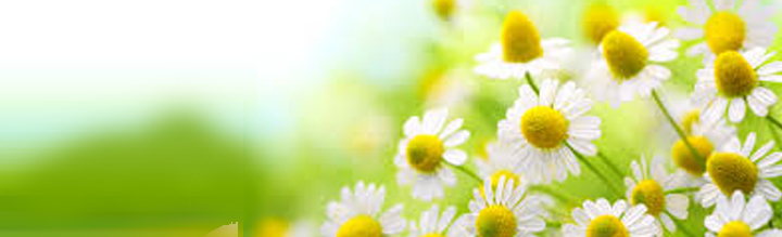 Aceite de manzanilla